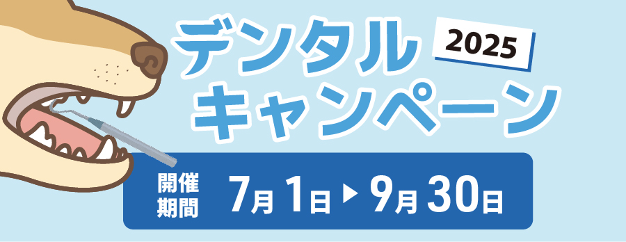 デンタルキャンペーン2025